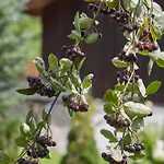 Sielanka Pieninska Holiday home