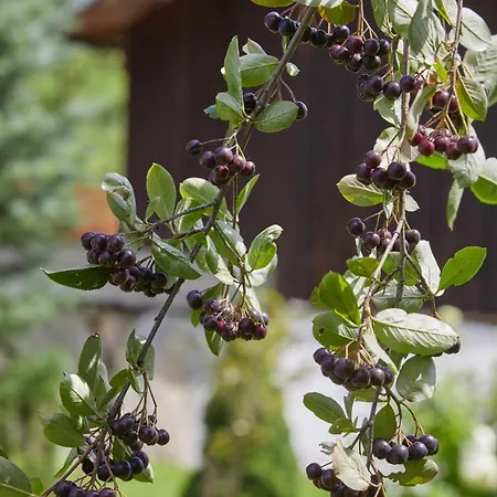 Sielanka Pieninska Semesterbostad